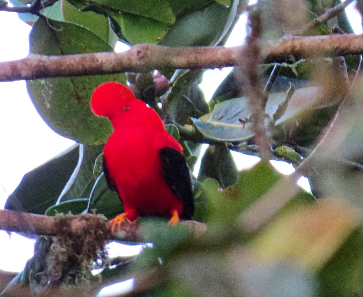 Andean Cock-of-the-rock - ML304118341