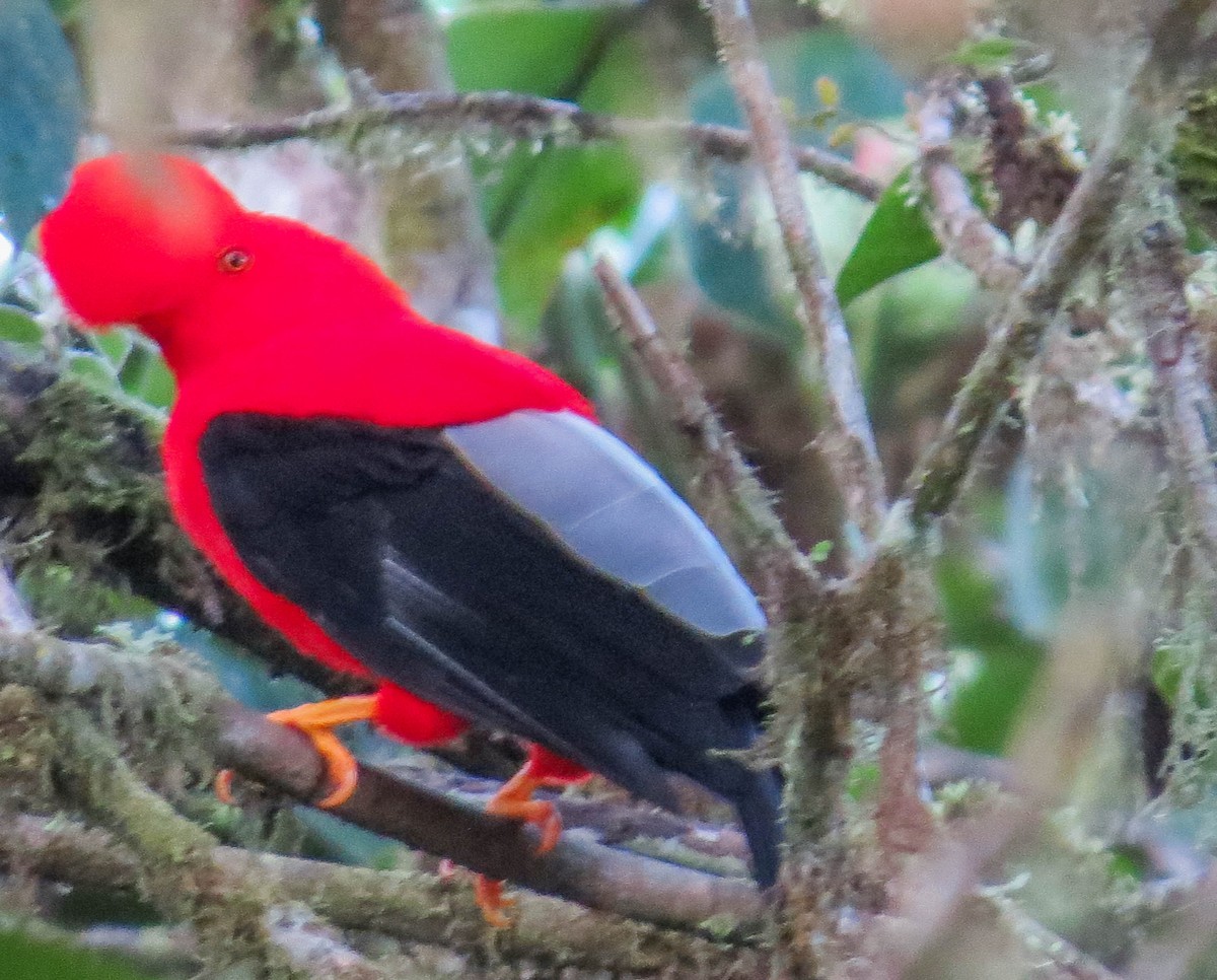 Andean Cock-of-the-rock - ML304118421