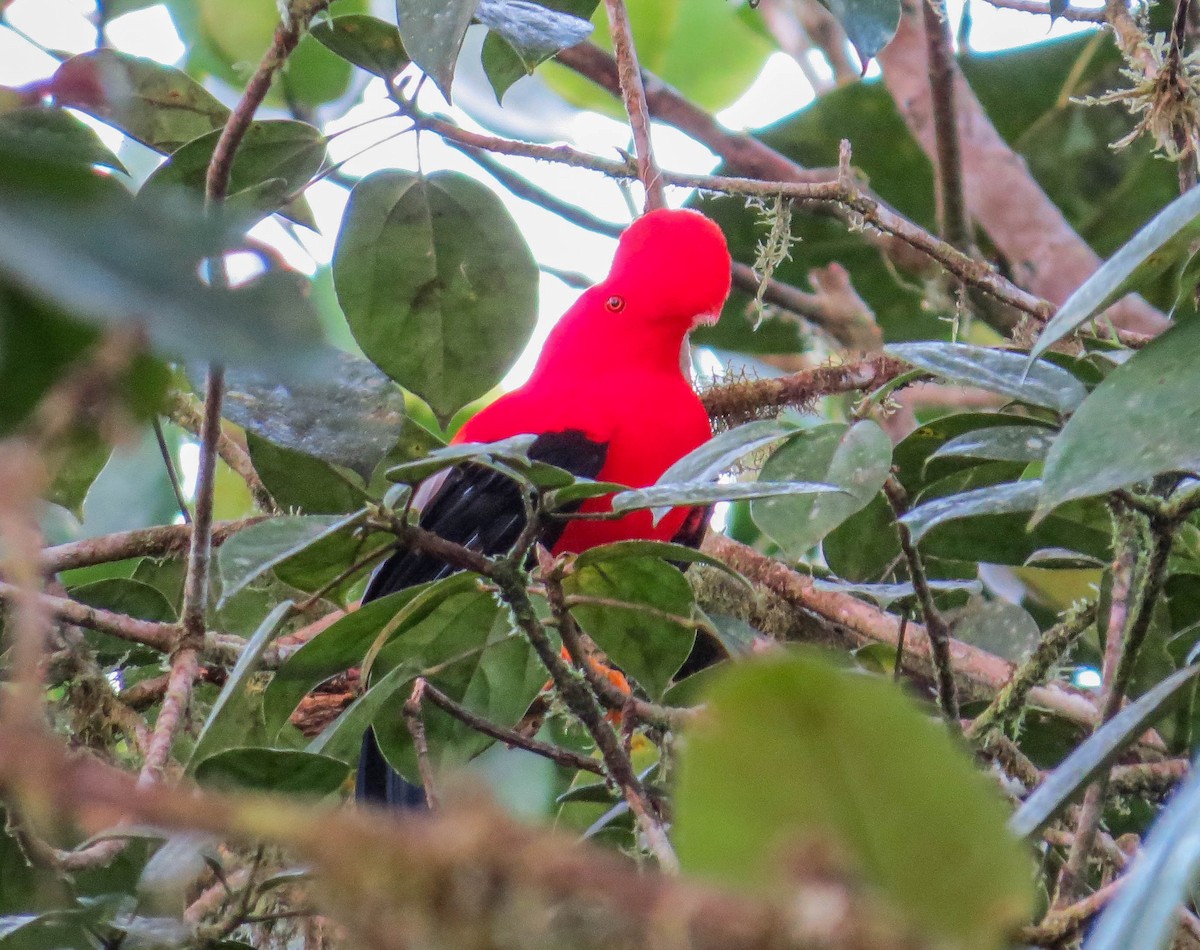 Andean Cock-of-the-rock - ML304118431