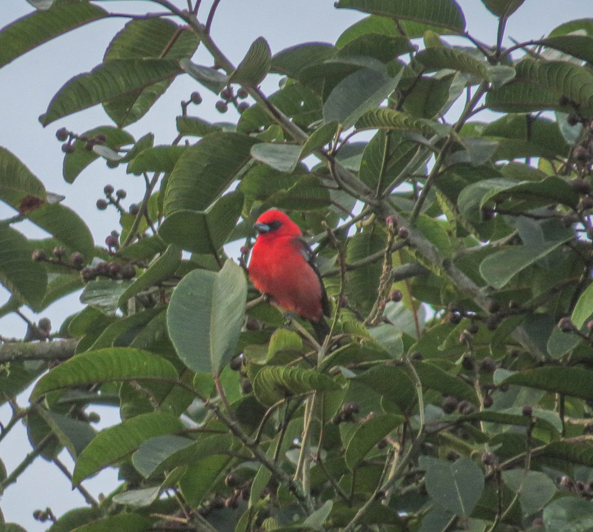 White-winged Tanager - ML304118471