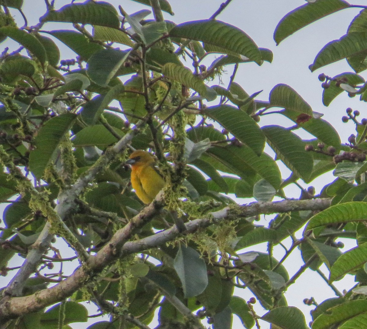 White-winged Tanager - ML304118511