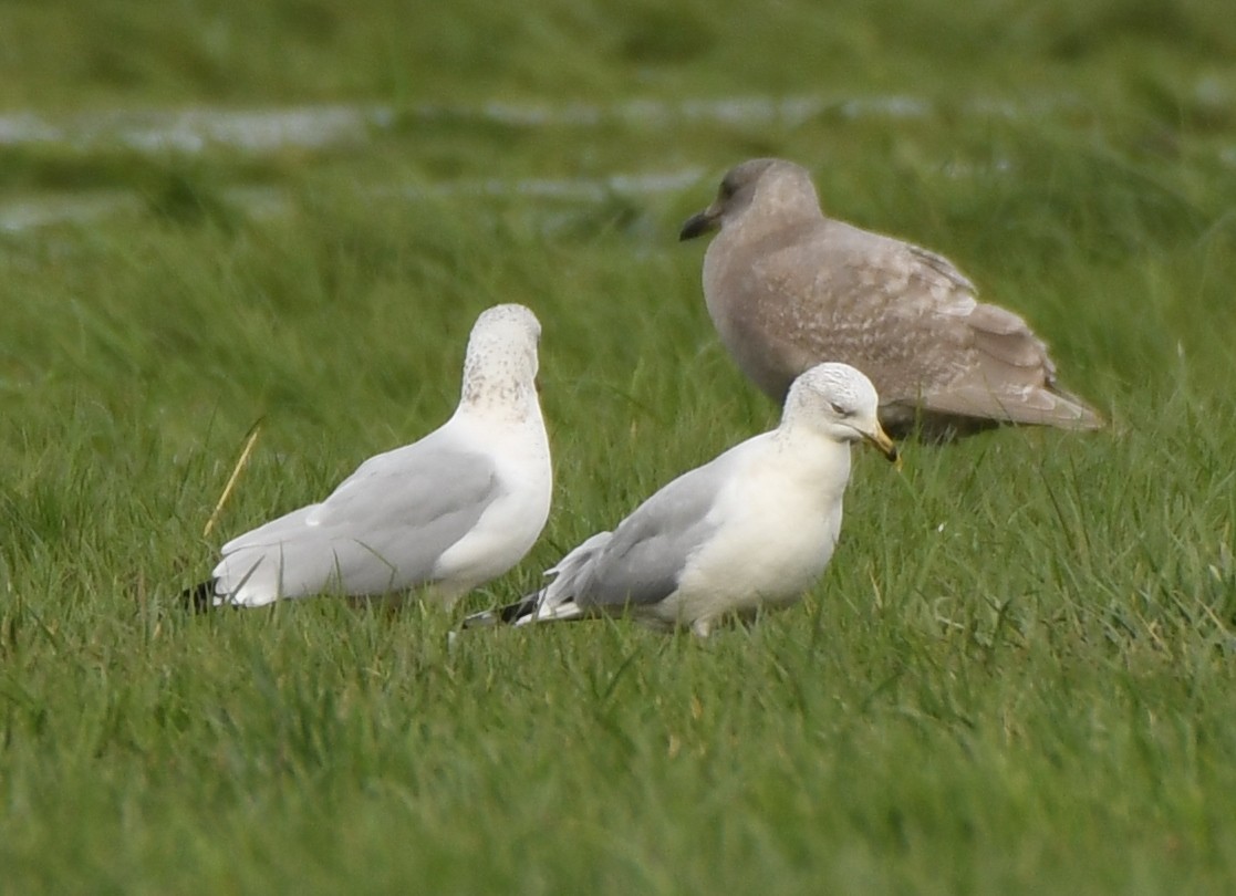 Ring-billed Gull - ML304118831