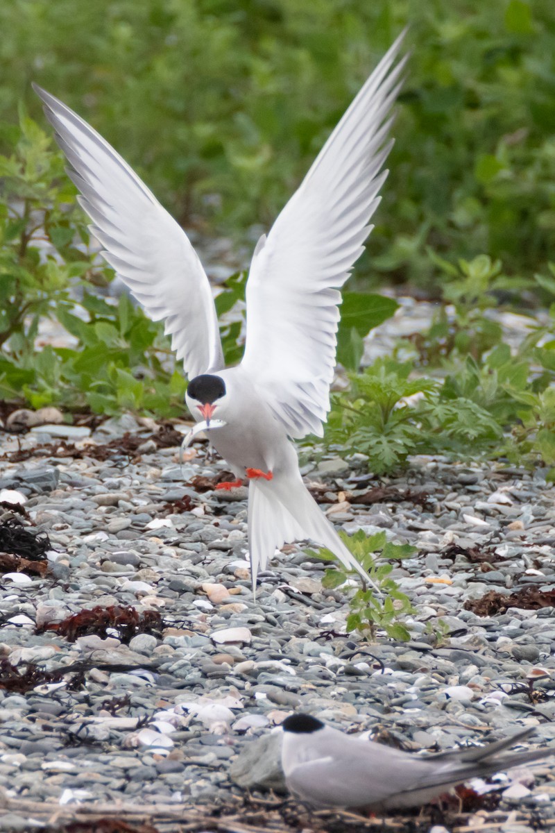 Common Tern - ML304118881