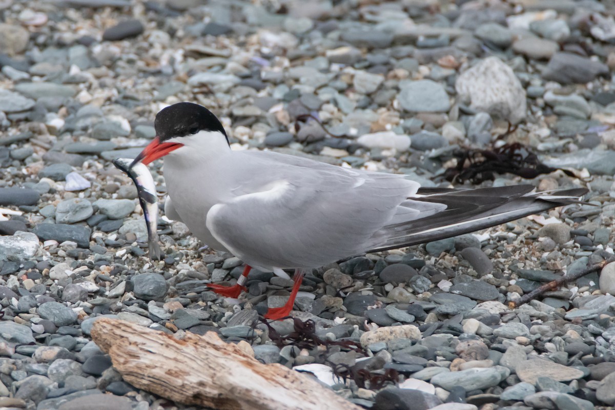 Common Tern - ML304118901