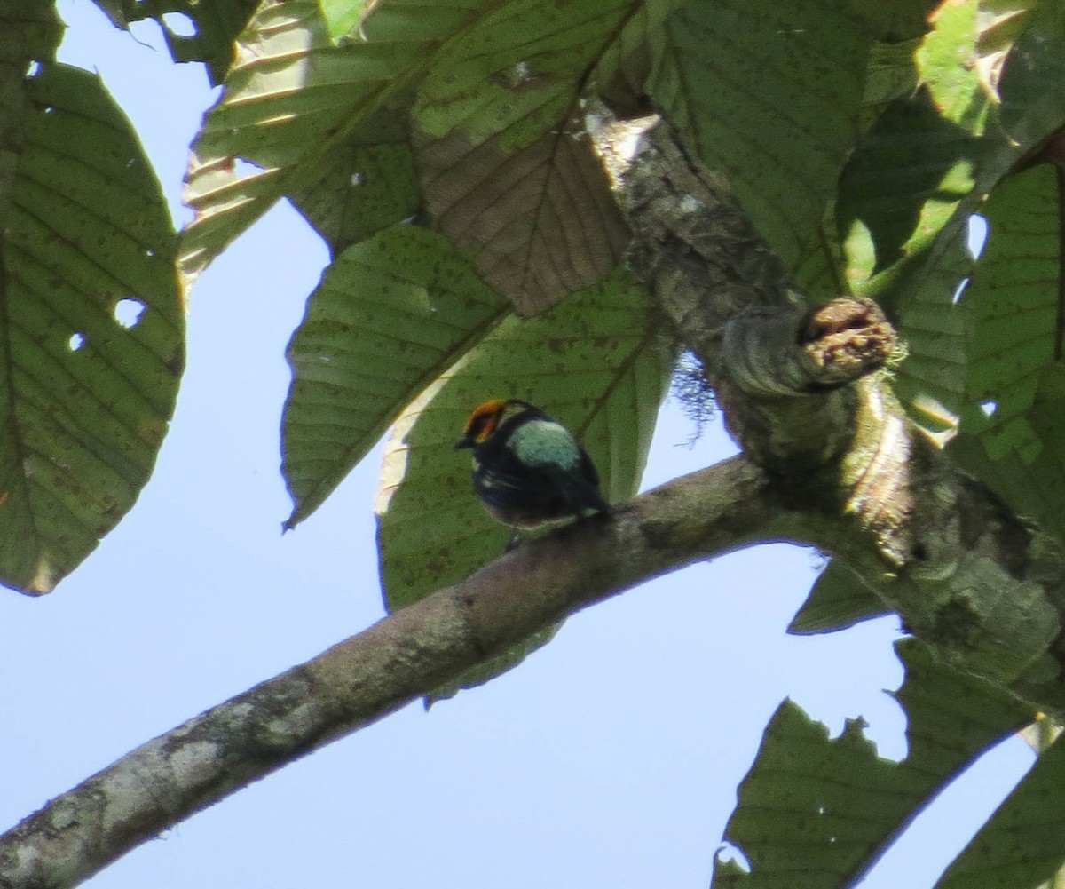 Flame-faced Tanager - ML304119591