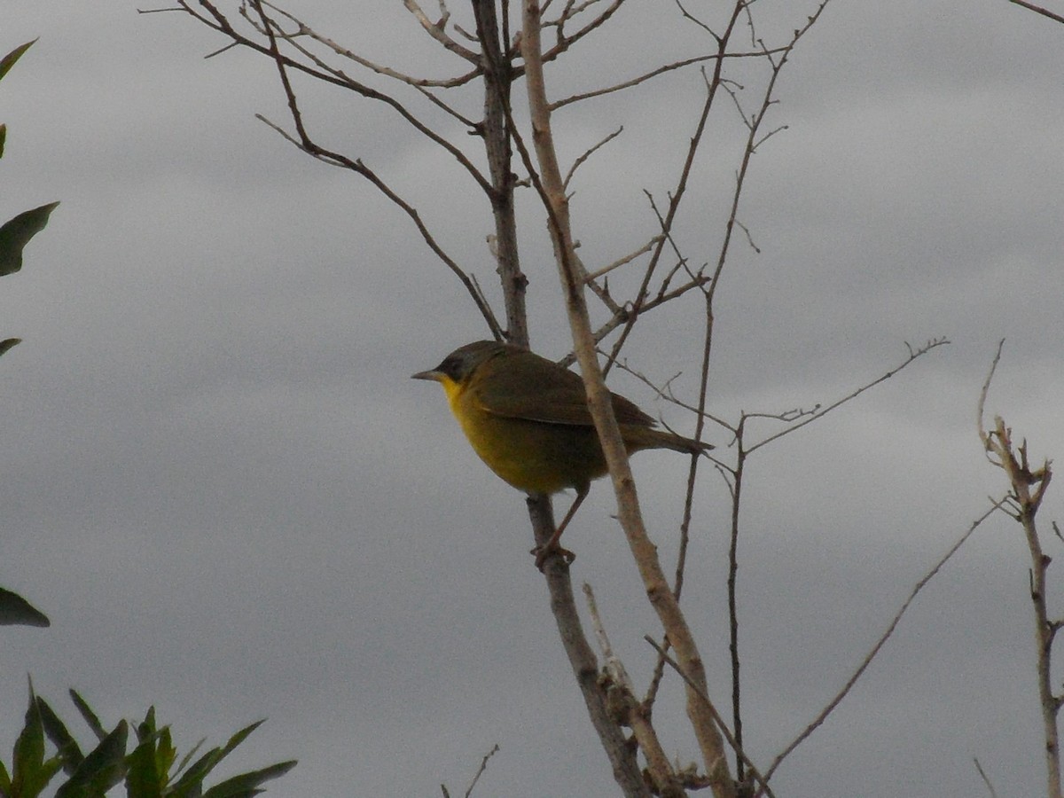 Southern Yellowthroat - ML30411991