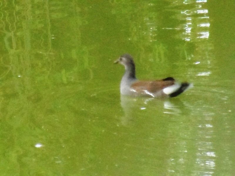 Spot-flanked Gallinule - ML30412031