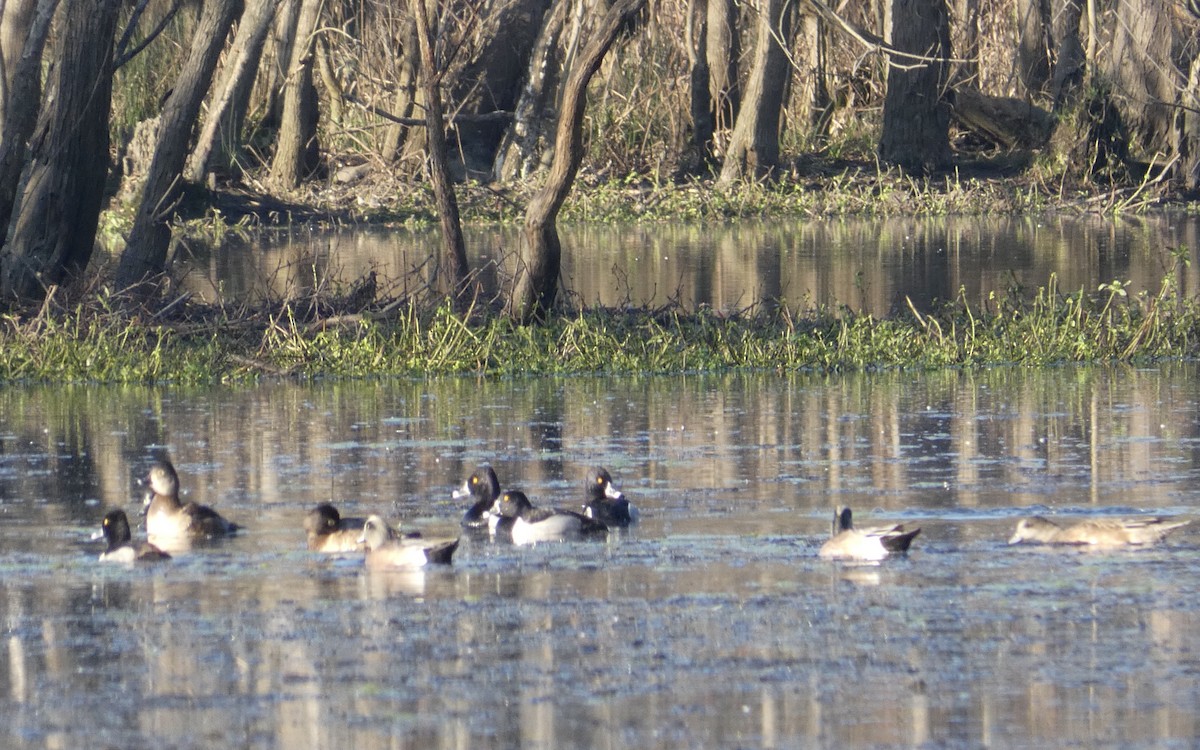 Ring-necked Duck - Joanne "JoJo" Bradbury