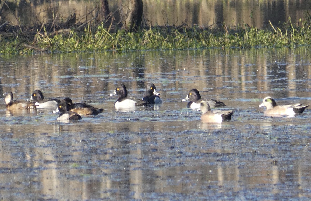 Ring-necked Duck - Joanne "JoJo" Bradbury