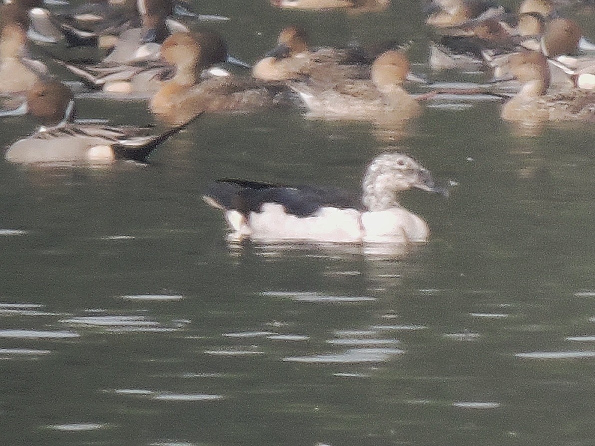 Knob-billed Duck - ML304121991