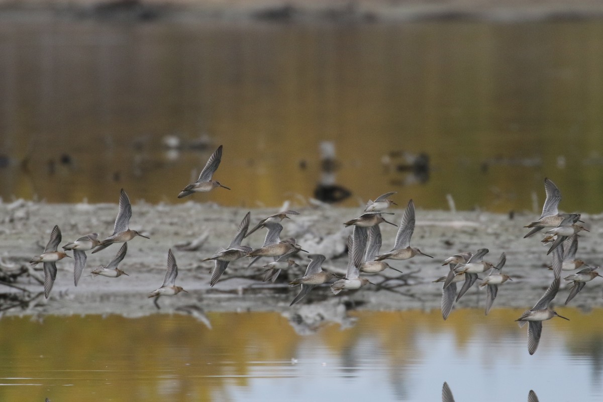 Sharp-tailed Sandpiper - ML304122421