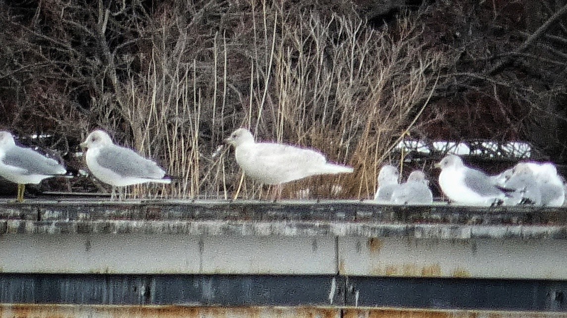 Iceland Gull - ML304124961