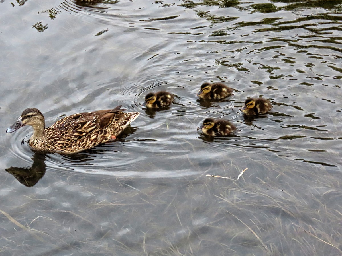 Mallard x Pacific Black Duck (hybrid) - ML304126521