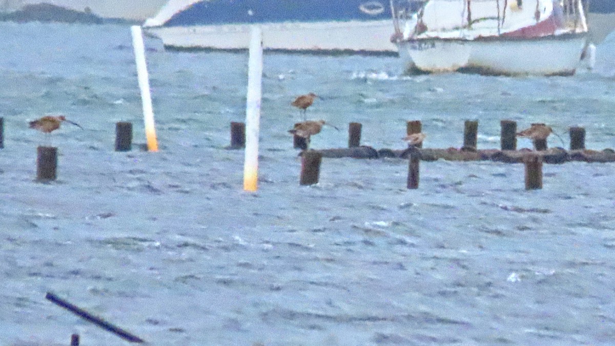 Far Eastern Curlew - ML304126651