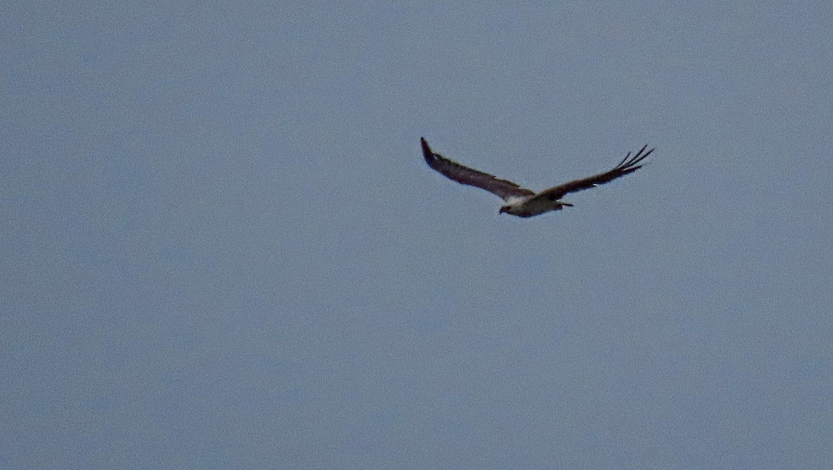 White-bellied Sea-Eagle - ML304126841