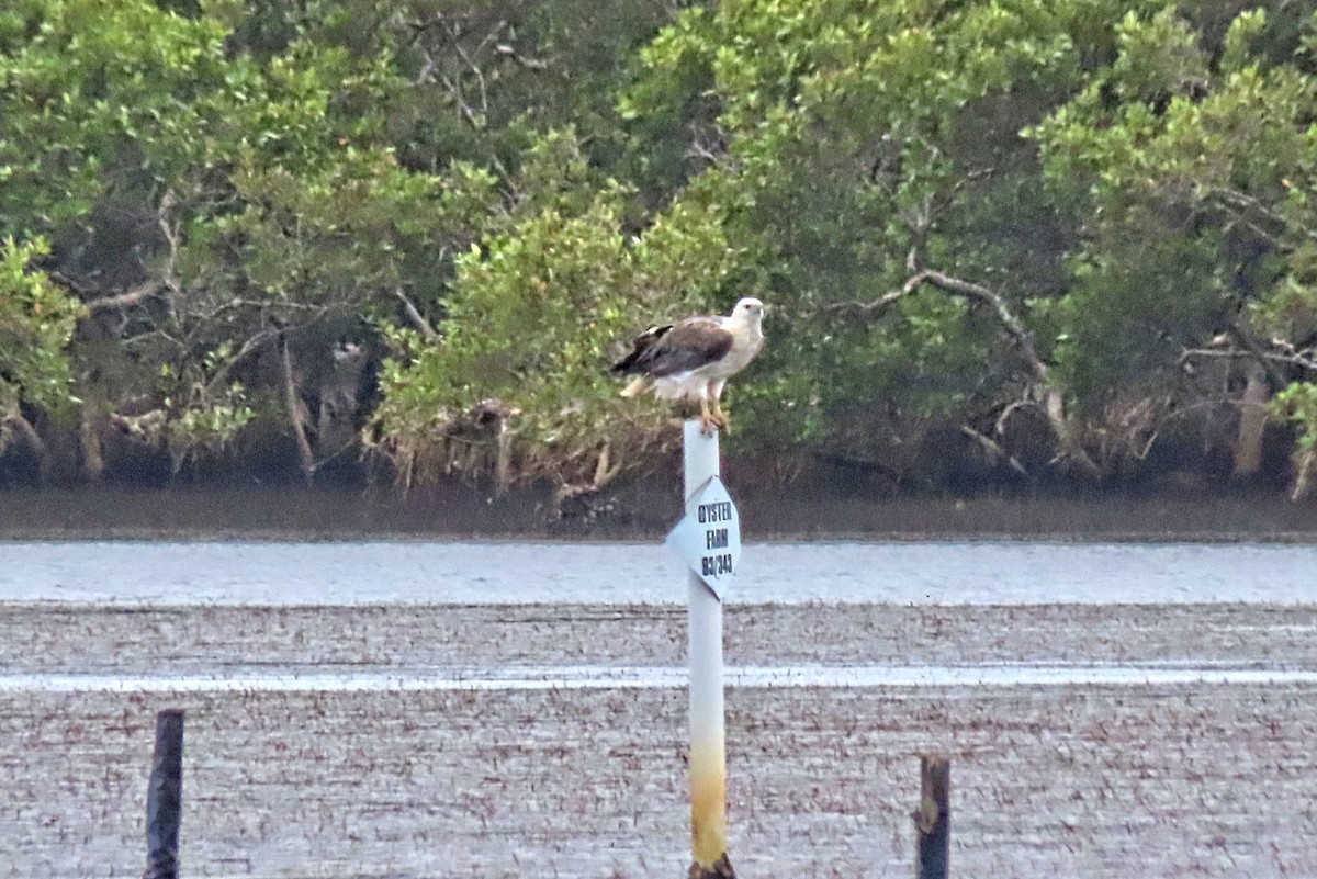 White-bellied Sea-Eagle - ML304126881