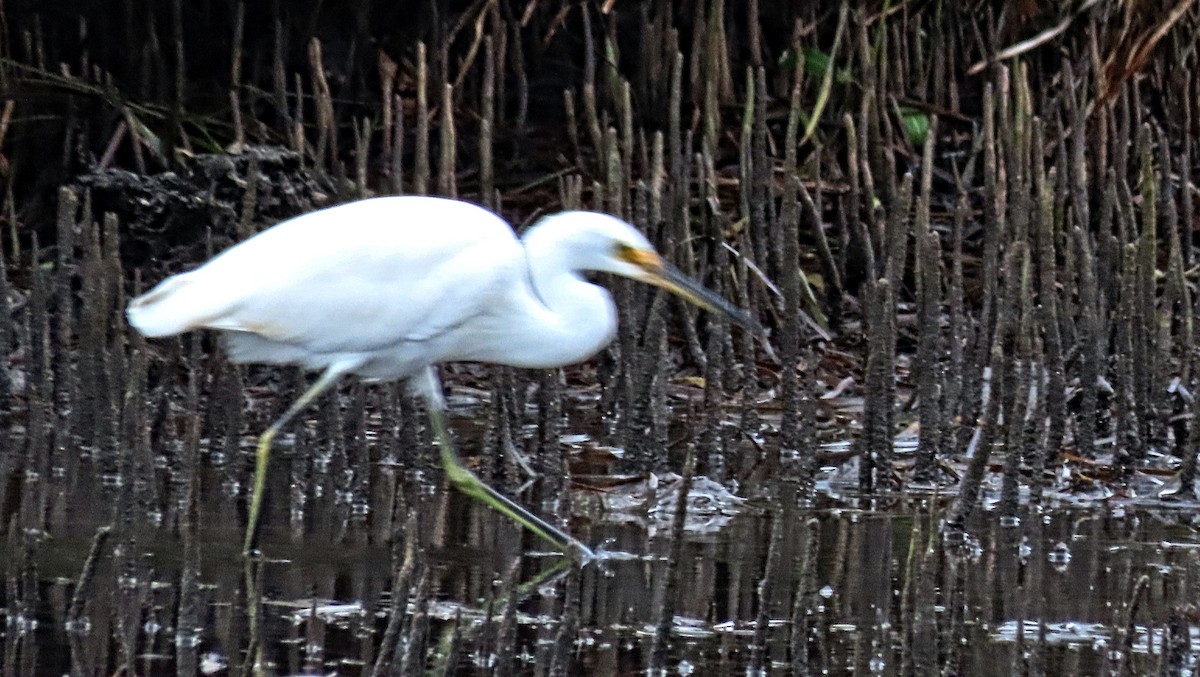 Little Egret - ML304127221