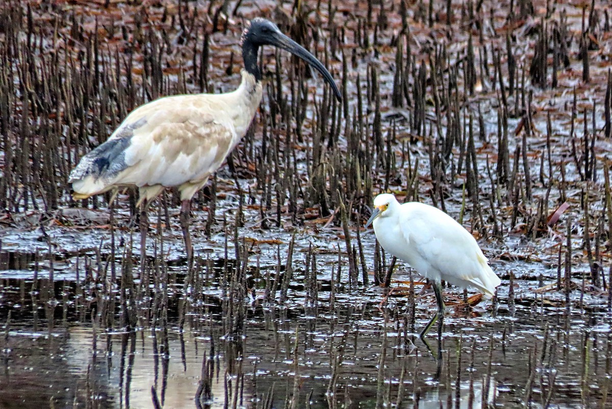 Little Egret - ML304127251