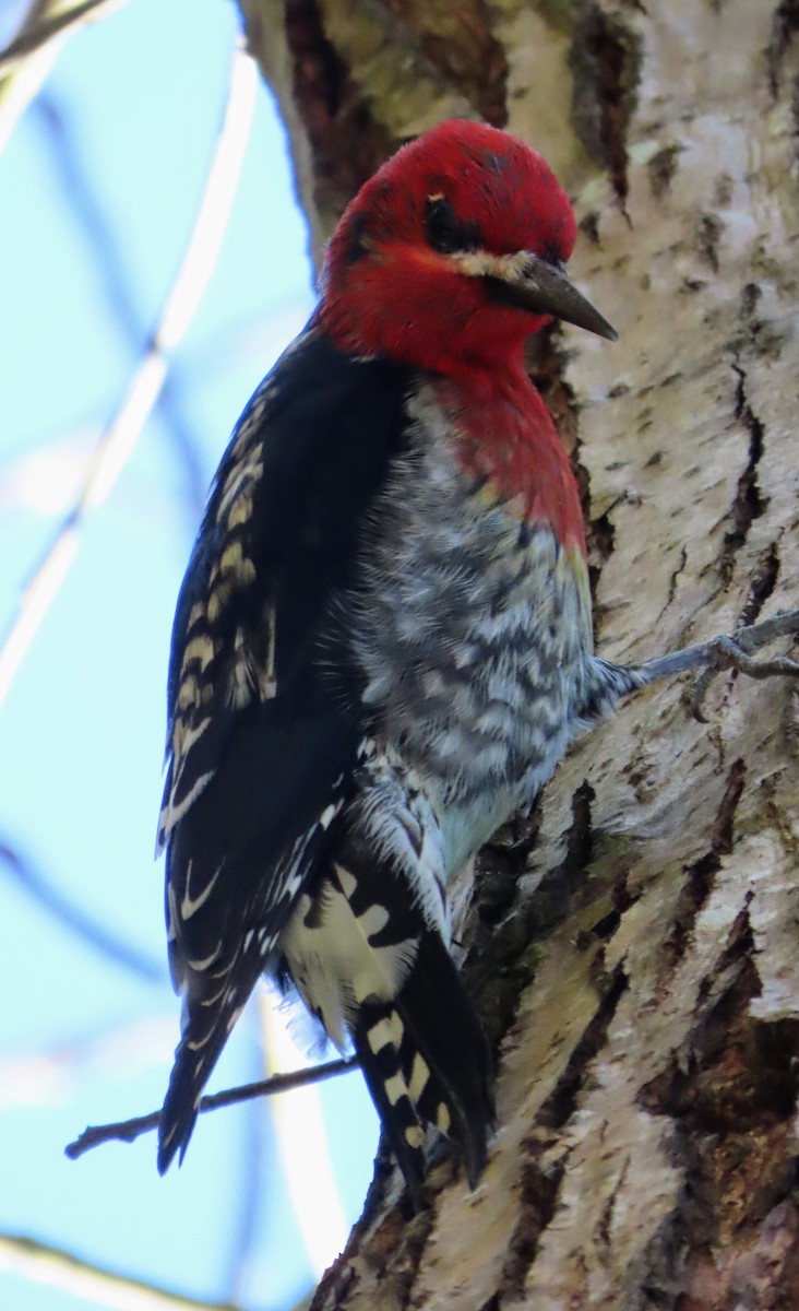 Red-breasted Sapsucker - ML304127821