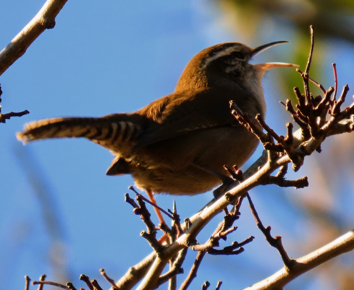 Bewick's Wren - ML304127931