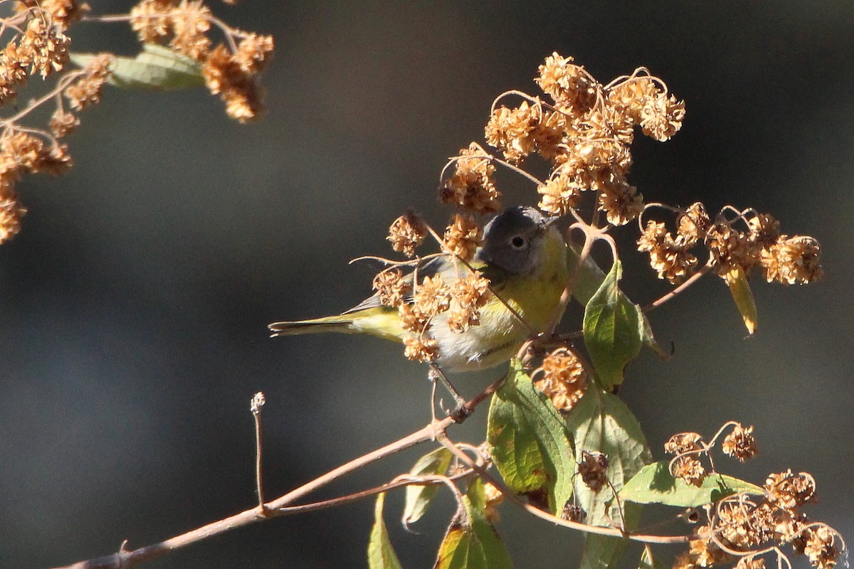 Nashville Warbler - ML304128001