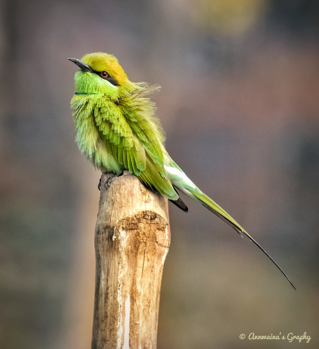 Asian Green Bee-eater - ML304129861