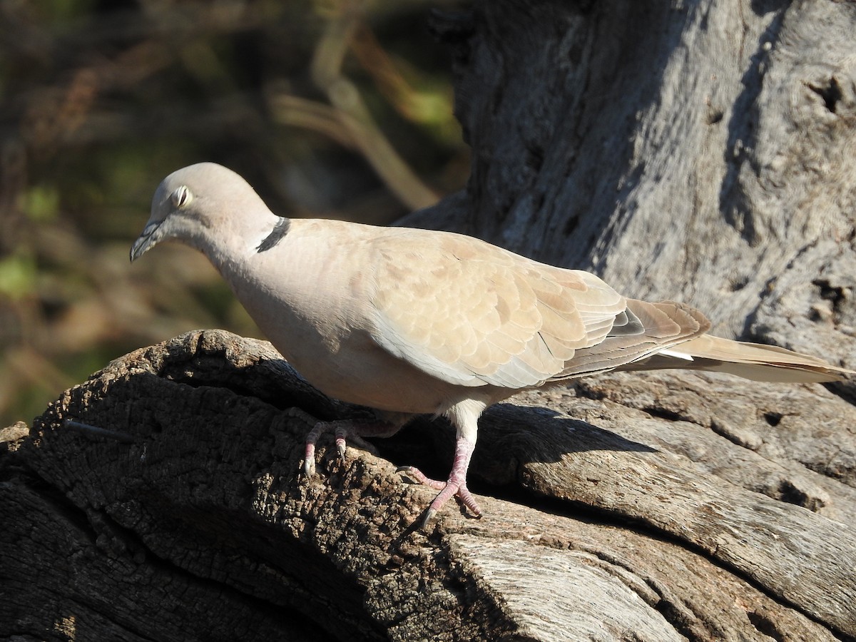 Eurasian Collared-Dove - ML30413051