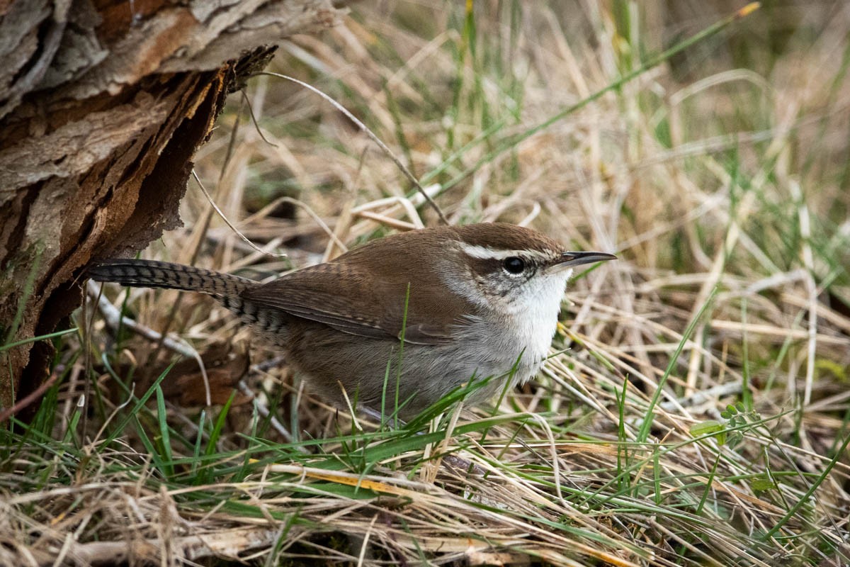 Bewick's Wren - Jonathan Ley