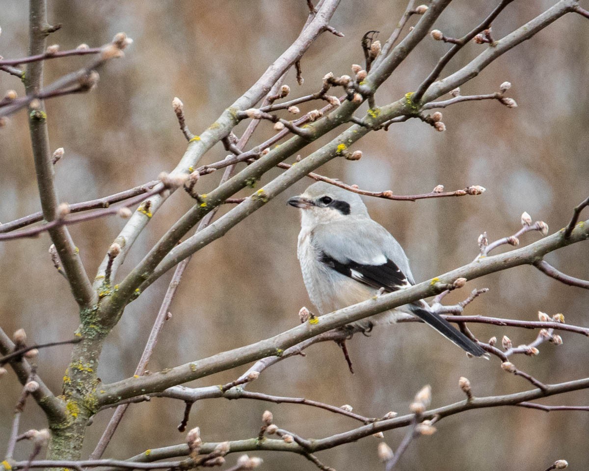 Northern Shrike - ML304131621