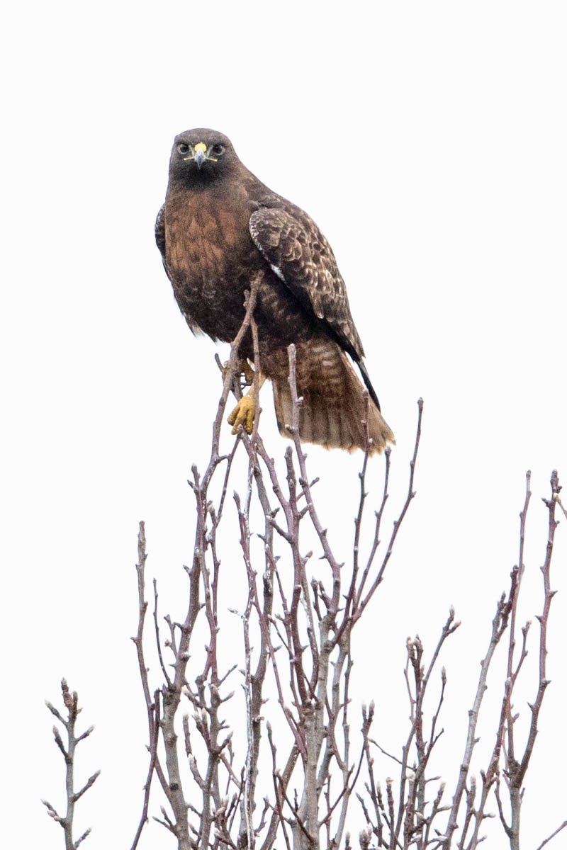 Red-tailed Hawk - Jonathan Ley