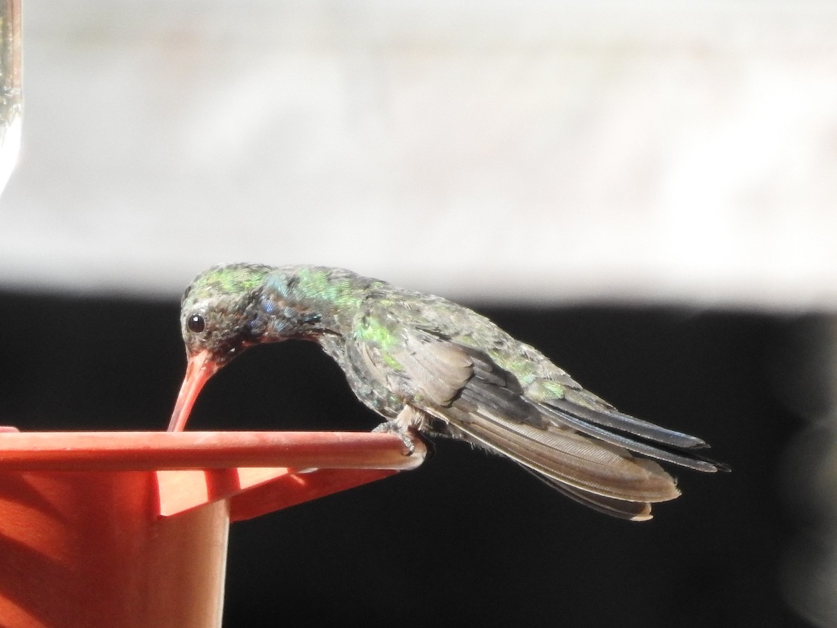 Broad-billed Hummingbird - ML30413351