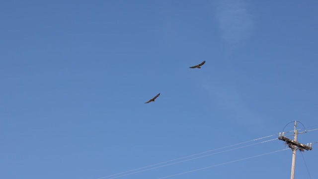 Red-tailed Hawk (calurus/alascensis) - ML304133591