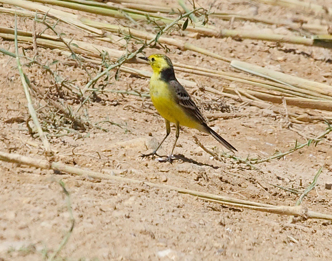 Citrine Wagtail - ML30413431