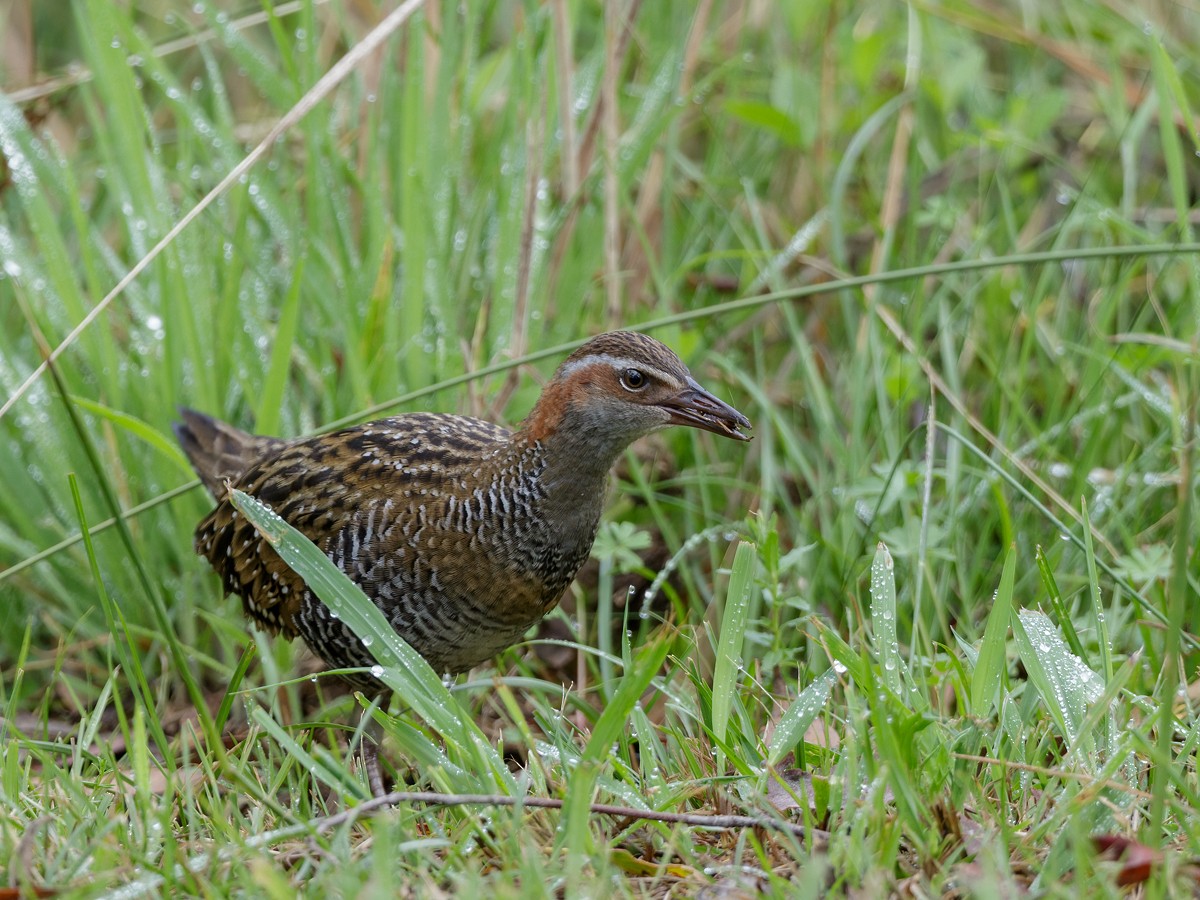 båndrikse - ML304135141