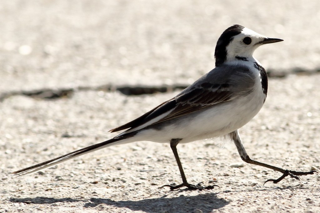 White Wagtail - ML304135561