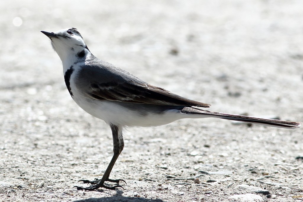 White Wagtail - ML304135571