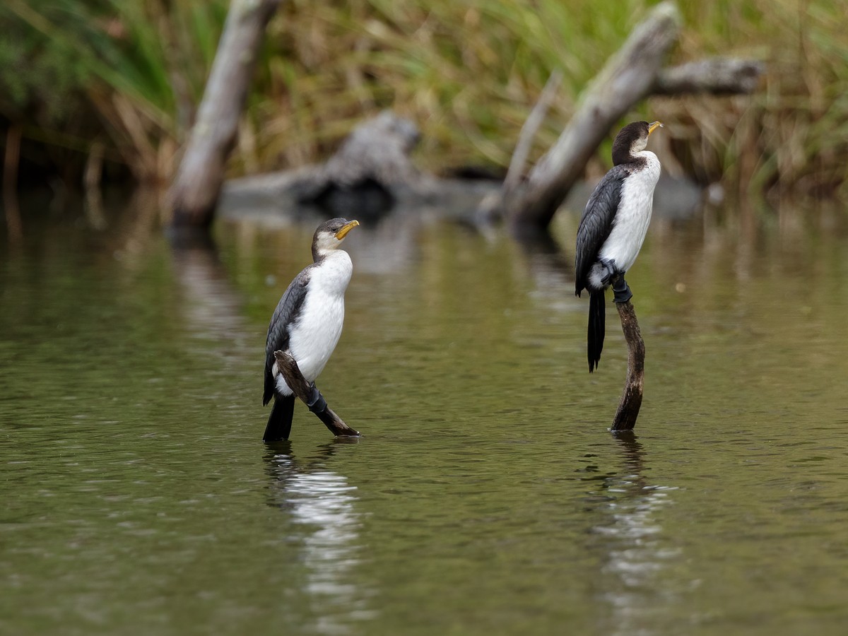 kortnebbskarv - ML304135661