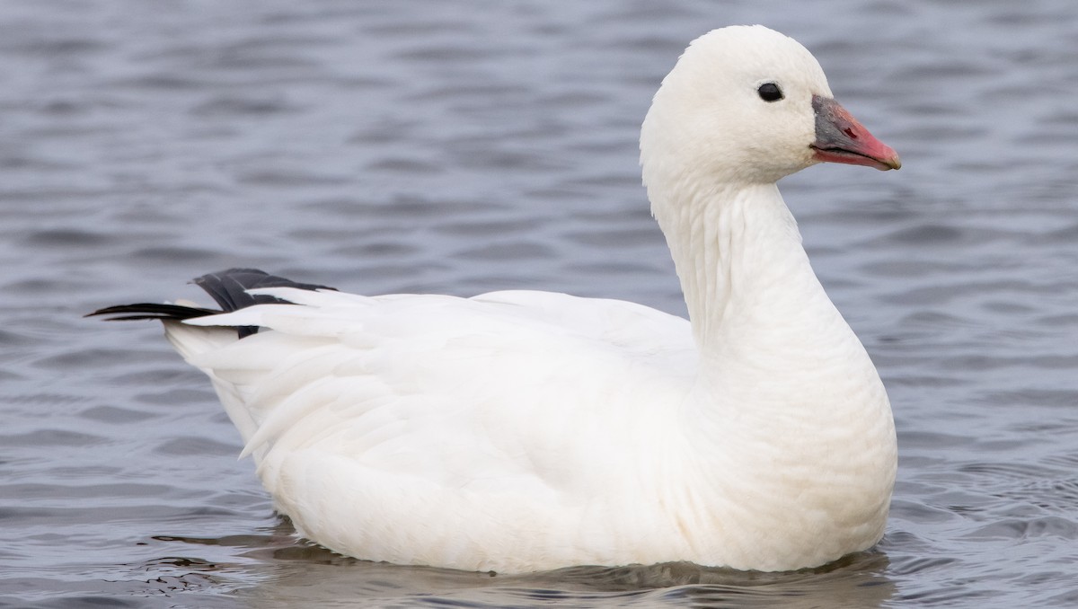 Ross's Goose - ML304135771