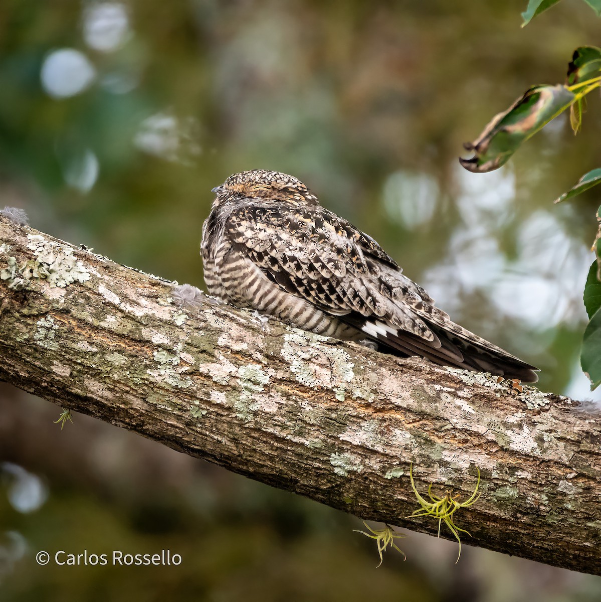 Common Nighthawk - Carlos Rossello