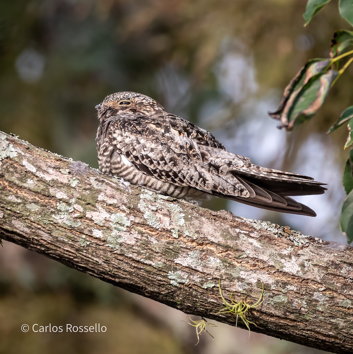 Common Nighthawk - Carlos Rossello