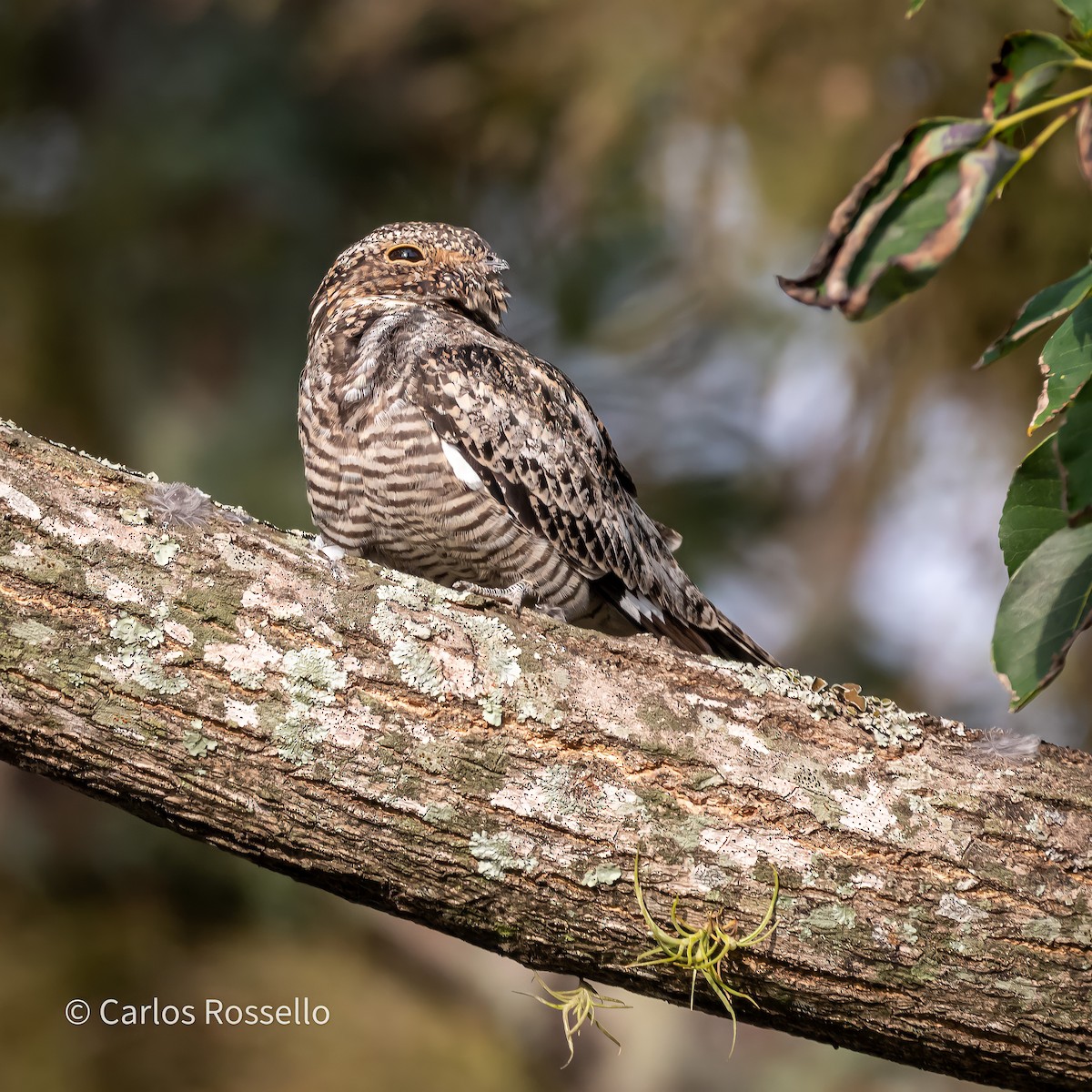 Common Nighthawk - Carlos Rossello