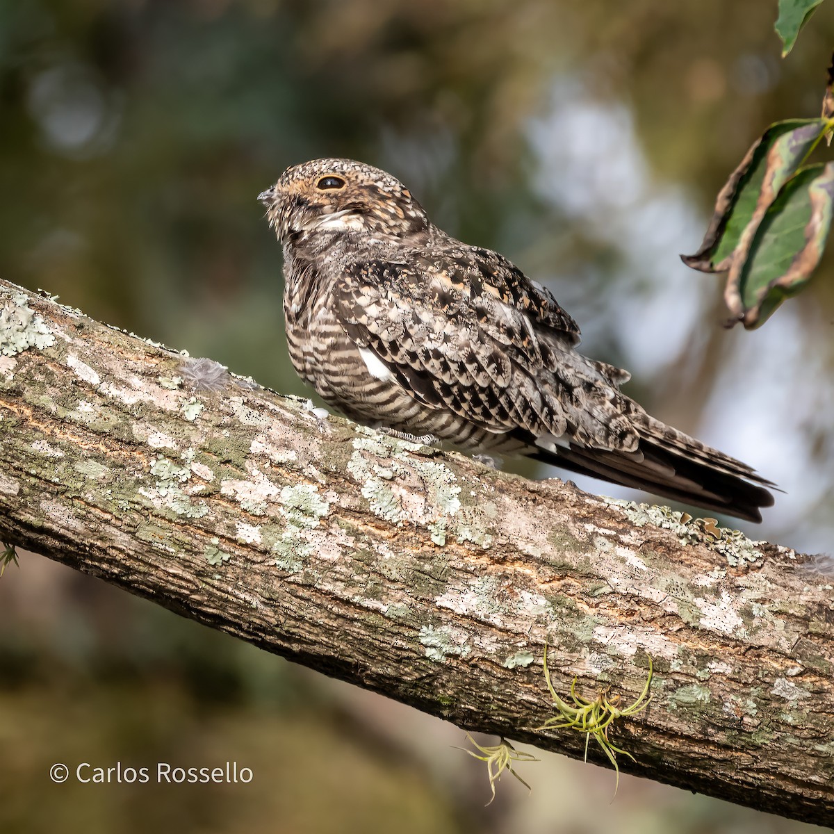 Common Nighthawk - Carlos Rossello