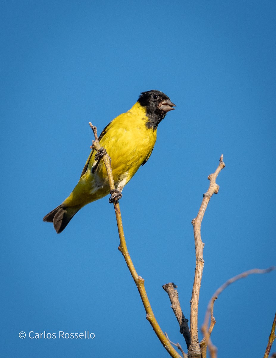 Hooded Siskin - ML304137211