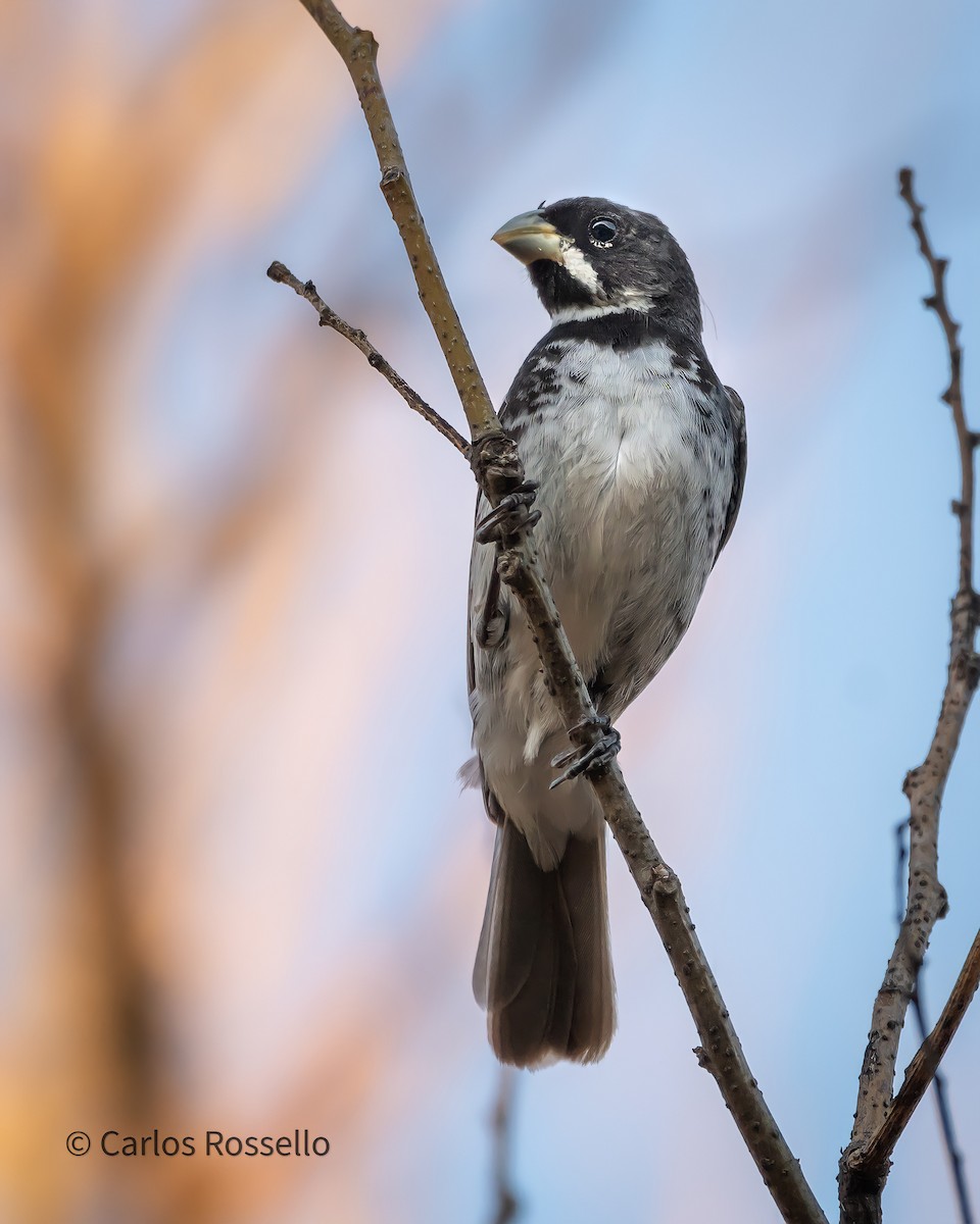 Double-collared Seedeater - ML304137361