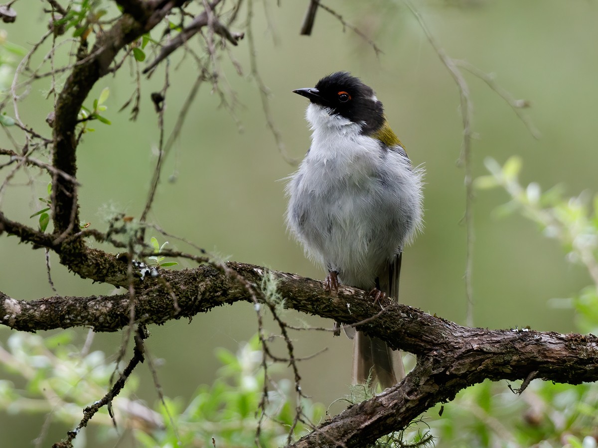 hvitnakkehonningeter - ML304137731