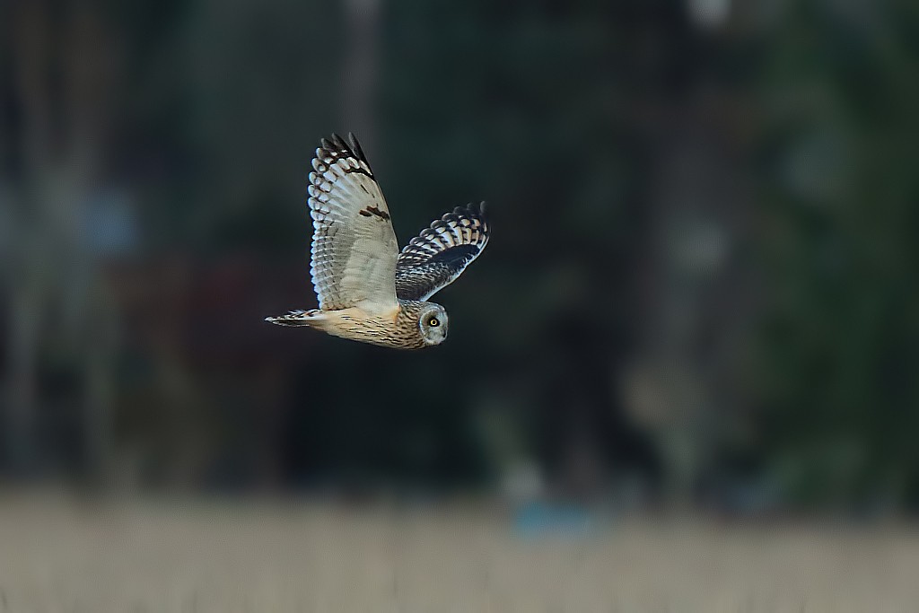 Short-eared Owl - ML304137811