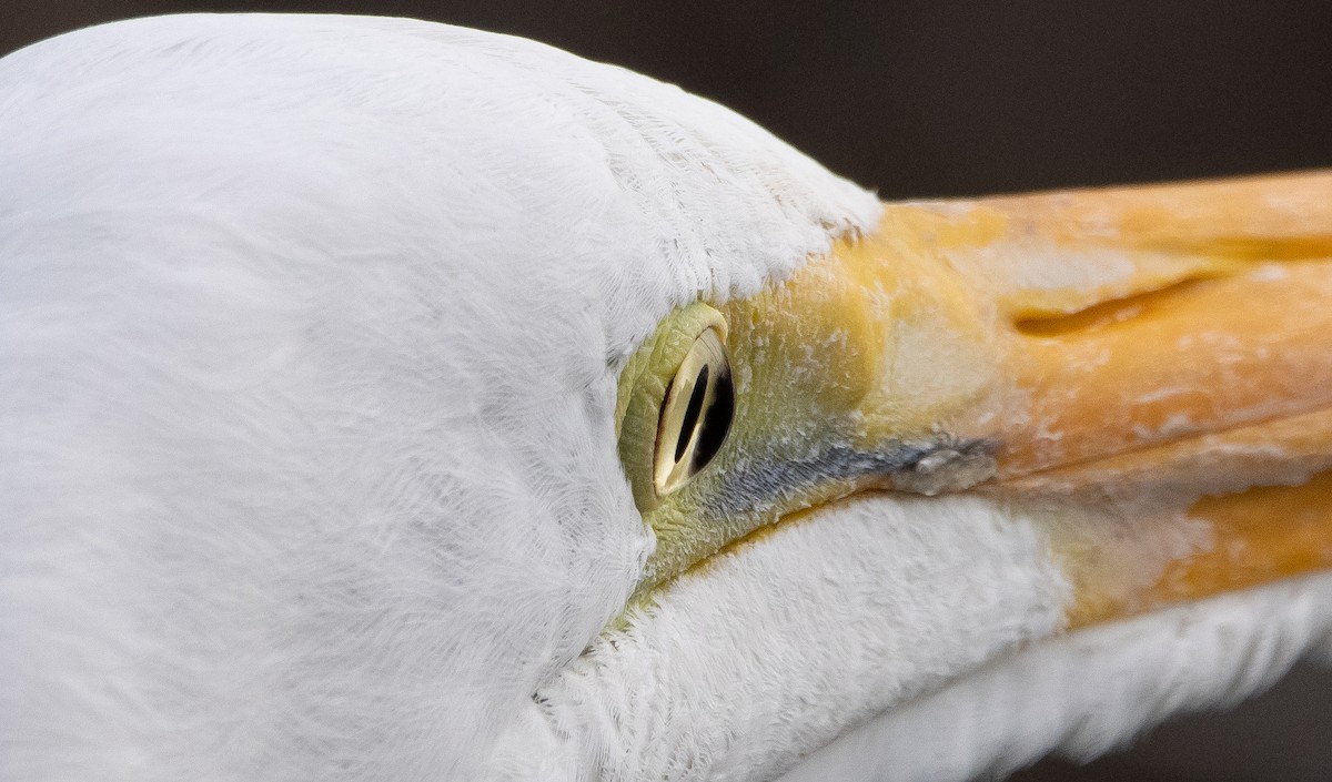 Great Egret - ML304137961