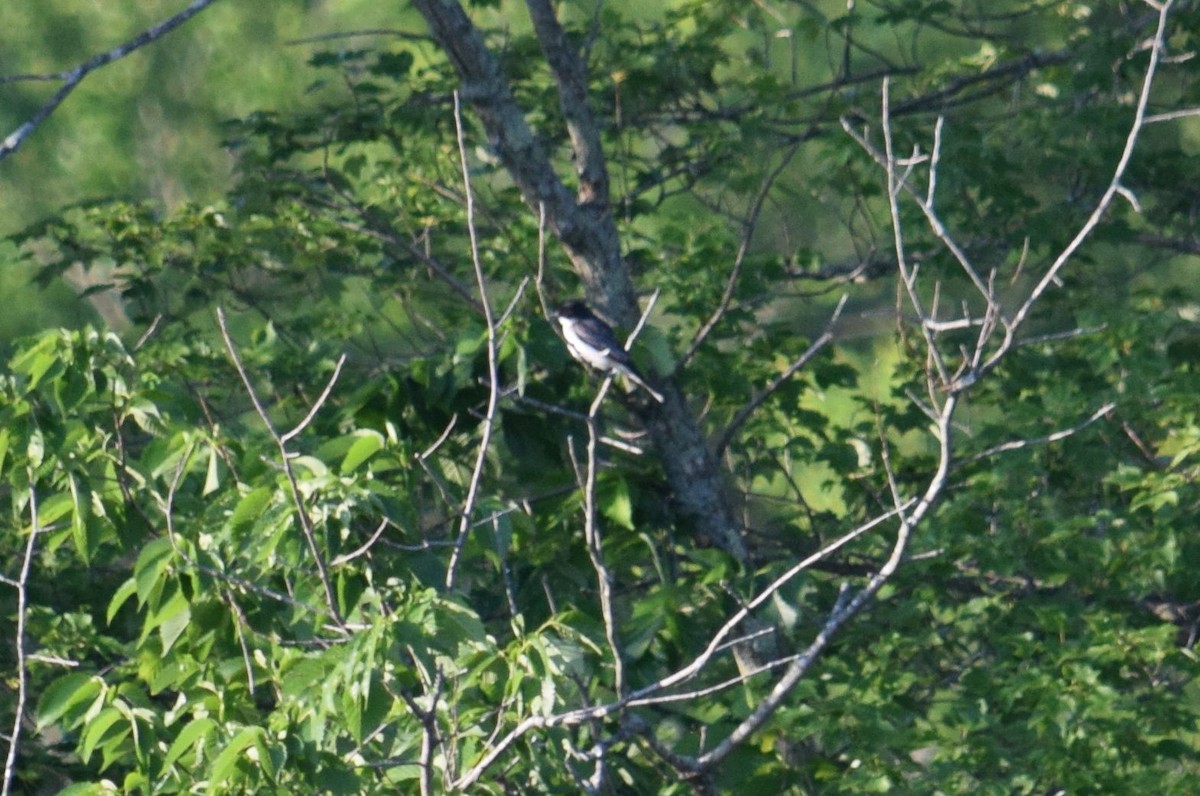 Eastern Kingbird - ML30413871