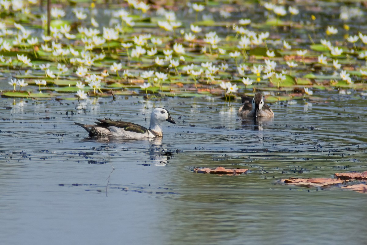 Cotton Pygmy-Goose - ML304140001