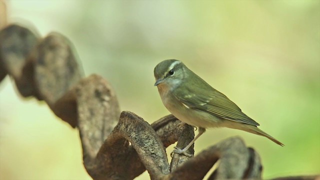 Pale-legged Leaf Warbler - ML304140371